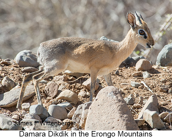 Damara Dikdik - © James F Wittenberger and Exotic Birding LLC