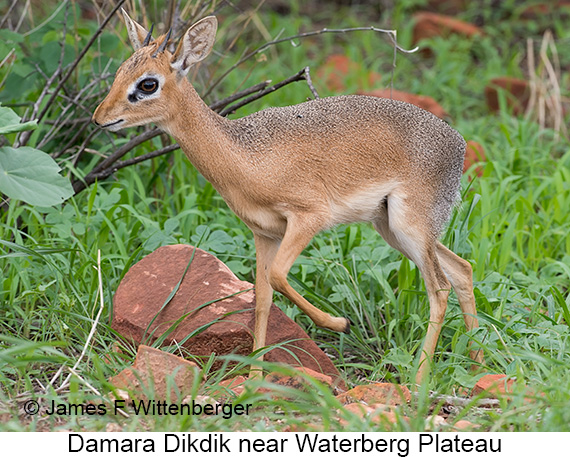 Damara Dikdik - © James F Wittenberger and Exotic Birding LLC