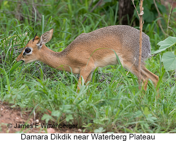 Damara Dikdik - © James F Wittenberger and Exotic Birding LLC Damara Dikdik - © James F Wittenberger and Exotic Birding LLC