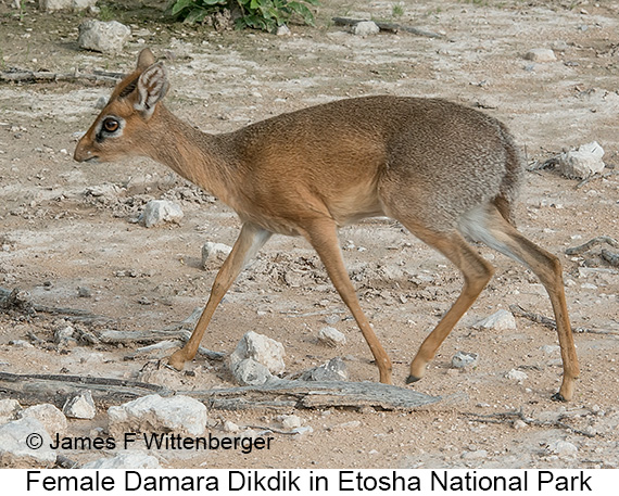 Damara Dikdik - © The Photographer and Exotic Birding LLC