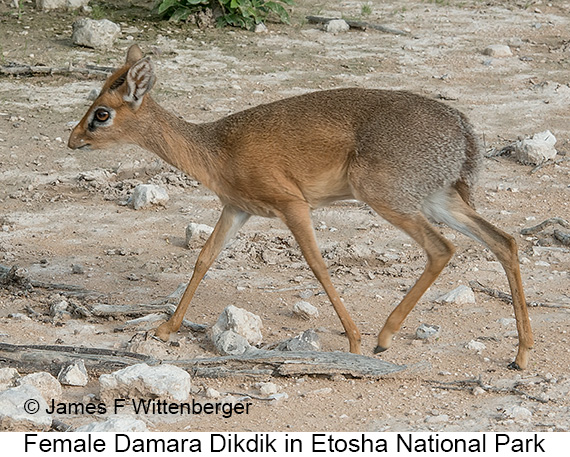 Damara Dikdik - © James F Wittenberger and Exotic Birding LLC