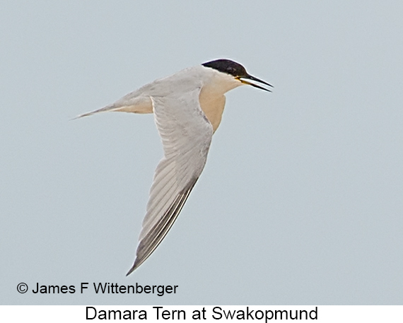 Damara Tern - © The Photographer and Exotic Birding LLC