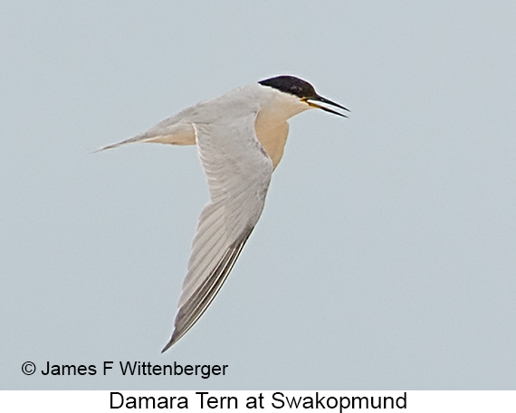 Damara Tern - © James F Wittenberger and Exotic Birding LLC