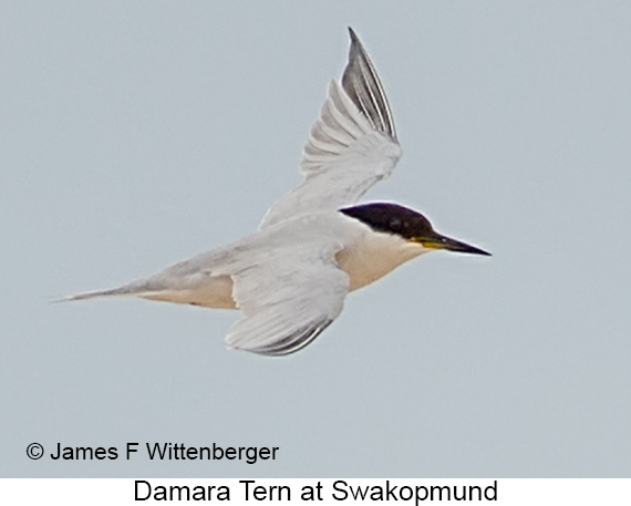 Damara Tern - © The Photographer and Exotic Birding LLC