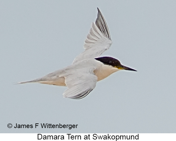 Damara Tern - © James F Wittenberger and Exotic Birding LLC Damara Tern - © James F Wittenberger and Exotic Birding LLC