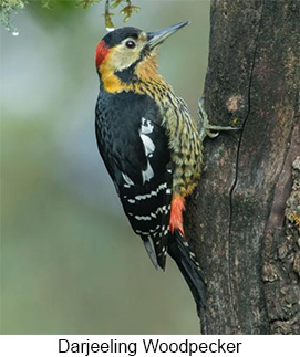 Darjeeling Woodpecker - © Hishey Tshering