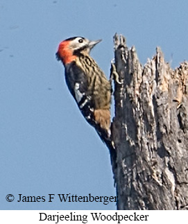 Darjeeling Woodpecker - © James F Wittenberger and Exotic Birding LLC