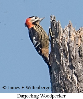 Darjeeling Woodpecker - © James F Wittenberger and Exotic Birding LLC Darjeeling Woodpecker - © James F Wittenberger and Exotic Birding LLC