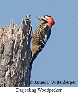 Darjeeling Woodpecker - © James F Wittenberger and Exotic Birding LLC