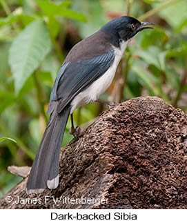 Black-headed Sibia - © James F Wittenberger and Exotic Birding LLC