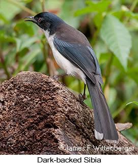 Black-headed Sibia - © James F Wittenberger and Exotic Birding LLC