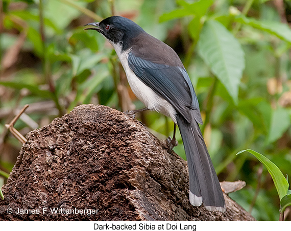 Black-headed Sibia - © James F Wittenberger and Exotic Birding LLC