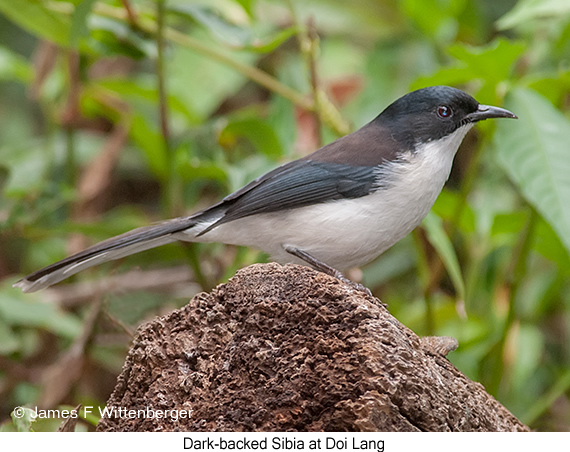 Black-headed Sibia - © James F Wittenberger and Exotic Birding LLC