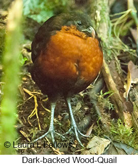 Dark-backed Wood-Quail - © Laura L Fellows and Exotic Birding Tours