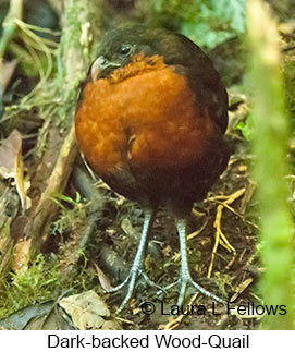 Dark-backed Wood-Quail - © Laura L Fellows and Exotic Birding LLC