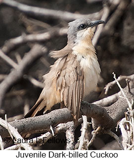 Juvenile Dark-billed Cuckoo - © Laura L Fellows and Exotic Birding LLC Juvenile Dark-billed Cuckoo - © Laura L Fellows and Exotic Birding LLC