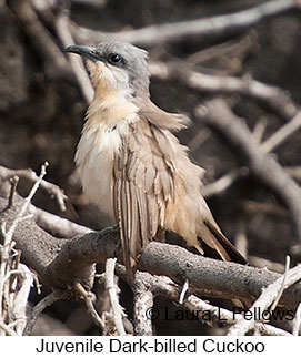 Juvenile Dark-billed Cuckoo - © Laura L Fellows and Exotic Birding LLC