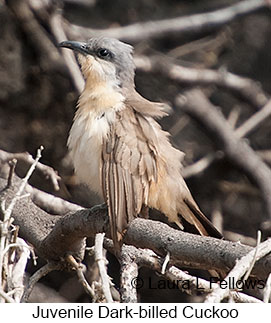 Juvenile Dark-billed Cuckoo - © Laura L Fellows and Exotic Birding LLC Juvenile Dark-billed Cuckoo - © Laura L Fellows and Exotic Birding LLC