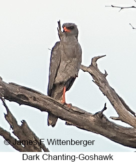 Dark Chanting-Goshawk - © James F Wittenberger and Exotic Birding LLC