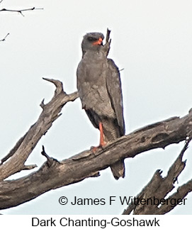 Dark Chanting-Goshawk - © James F Wittenberger and Exotic Birding LLC