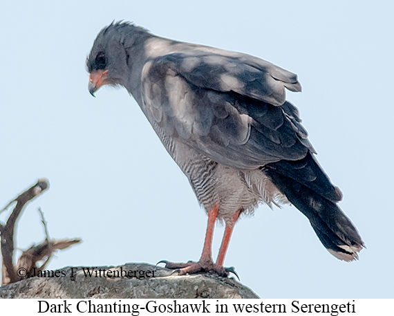 Dark Chanting-Goshawk - © James F Wittenberger and Exotic Birding LLC