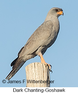 Dark Chanting-Goshawk - &copy; James F Wittenberger and Exotic Birding LLC
