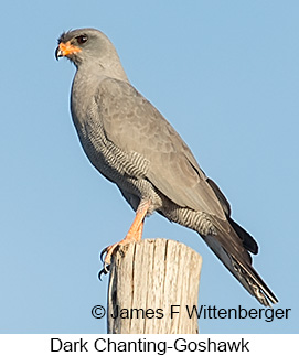 Dark Chanting-Goshawk - © James F Wittenberger and Exotic Birding LLC