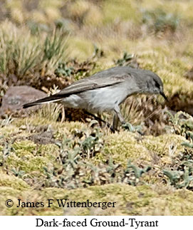 Dark-faced Ground-Tyrant - &copy; James F Wittenberger and Exotic Birding LLC