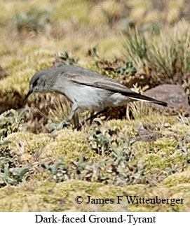 Dark-faced Ground-Tyrant - © James F Wittenberger and Exotic Birding LLC