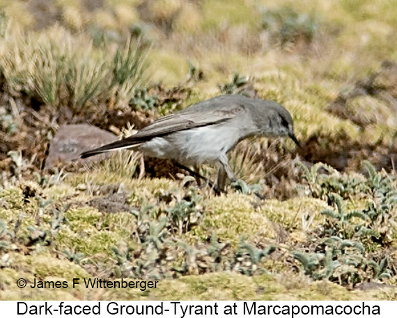 Dark-faced Ground-Tyrant - © James F Wittenberger and Exotic Birding LLC