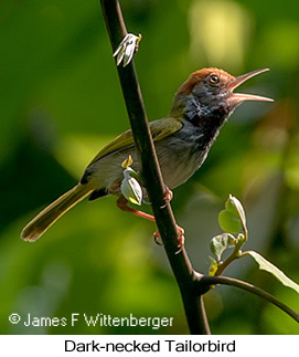 Dark-necked Tailorbird - © James F Wittenberger and Exotic Birding LLC