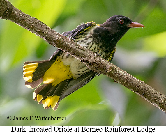 Dark-throated Oriole - © James F Wittenberger and Exotic Birding LLC