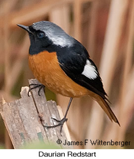 Daurian Redstart - © James F Wittenberger and Exotic Birding LLC