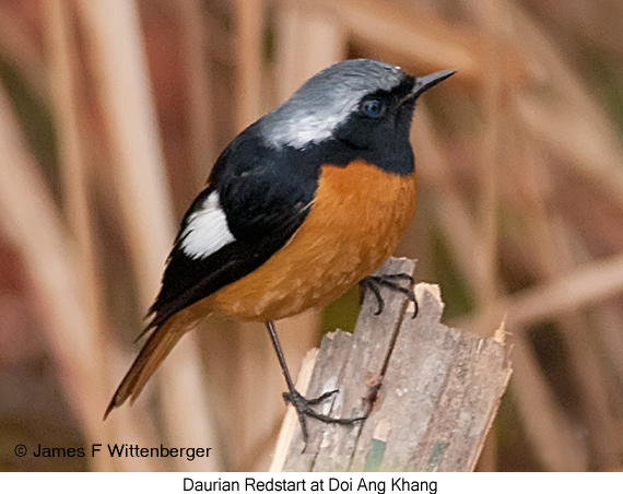 Daurian Redstart - © James F Wittenberger and Exotic Birding LLC