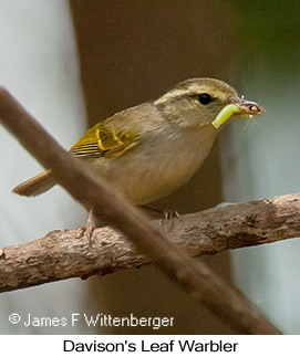 Davison's Leaf Warbler - © James F Wittenberger and Exotic Birding LLC