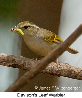 Davison's Leaf Warbler - © James F Wittenberger and Exotic Birding LLC