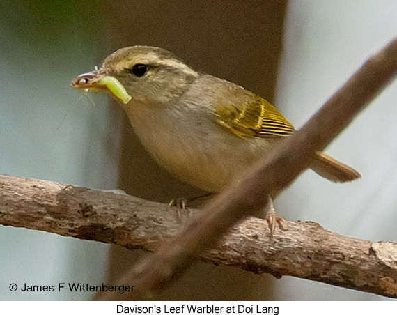 Davison's Leaf Warbler - © James F Wittenberger and Exotic Birding LLC