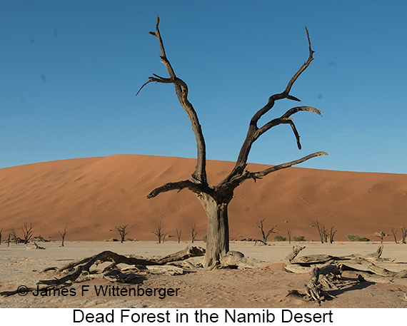 Dead Forest - © James F Wittenberger and Exotic Birding LLC Dead Forest - © James F Wittenberger and Exotic Birding LLC