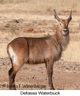 Defassa Waterbuck - &copy; James F Wittenberger and Exotic Birding LLC