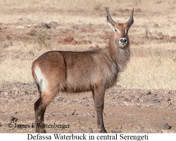 Defassa Waterbuck - © James F Wittenberger and Exotic Birding LLC