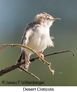 Desert Cisticola - © James F Wittenberger and Exotic Birding LLC