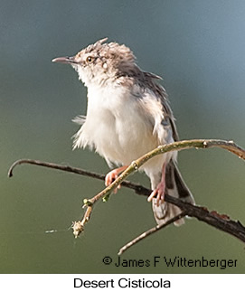 Desert Cisticola - © James F Wittenberger and Exotic Birding LLC Desert Cisticola - © James F Wittenberger and Exotic Birding LLC