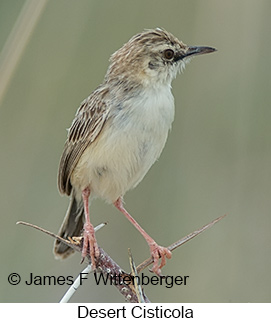 Desert Cisticola - © James F Wittenberger and Exotic Birding LLC