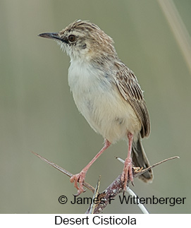 Desert Cisticola - © James F Wittenberger and Exotic Birding LLC Desert Cisticola - © James F Wittenberger and Exotic Birding LLC