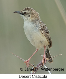 Desert Cisticola - © James F Wittenberger and Exotic Birding LLC