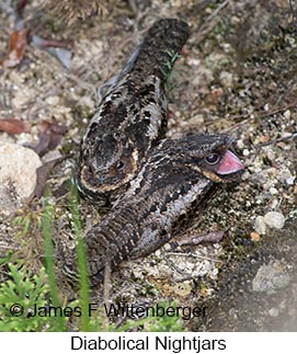 Diabolical Nightjar - © James F Wittenberger and Exotic Birding LLC