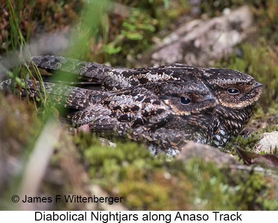 Diabolical Nightjar - © James F Wittenberger and Exotic Birding LLC