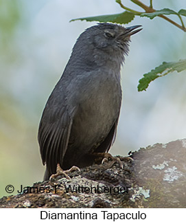 Diamantina Tapaculo - © James F Wittenberger and Exotic Birding LLC