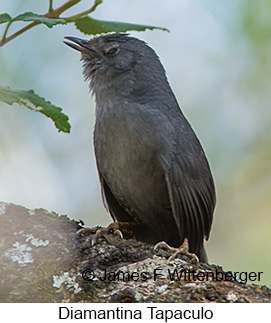 Diamantina Tapaculo - © James F Wittenberger and Exotic Birding LLC