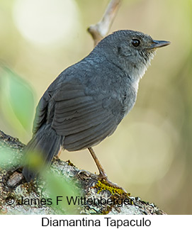 Diamantina Tapaculo - © James F Wittenberger and Exotic Birding LLC